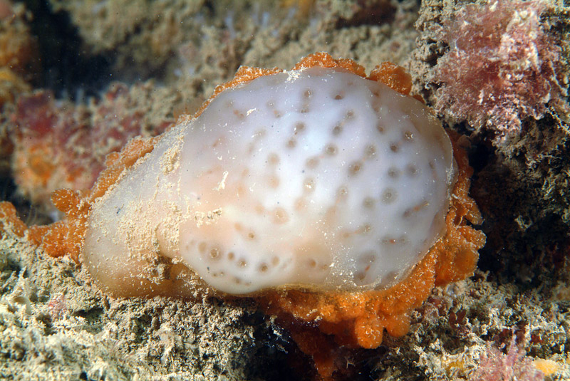 Polycitor adriaticus